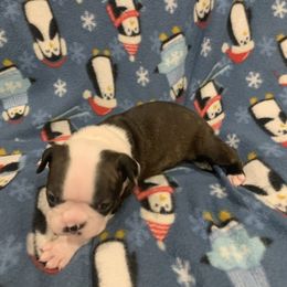 Girl 3 - Black brindle and white Boston Terrier puppy in Stover, Missouri from Boyd’s Boston Babies