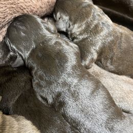 Girl 1 - Cane Corso puppy from West By God Virginia Cane Corso