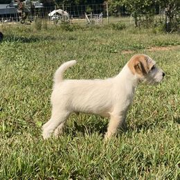 Parson Russell Terrier Puppies from Deep Creek Welsh Farm