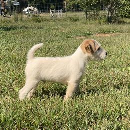 Parson Russell Terrier Puppies from Deep Creek Welsh Farm