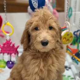 Pandora - Apricot female Goldendoodle puppy in Yuciapa, California from AlltheDoodlez_