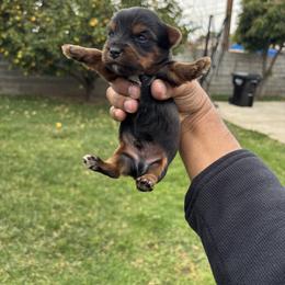 Male 1 - Blue and gold male Yorkshire Terrier puppy in Pomona, California from Carbajal Yorkshire Terriers