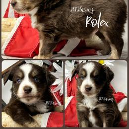 1 Rolex, RTM - Red tri-color male Miniature American Shepherd puppy in Huntington, Texas from JKKJ Farms, LLC