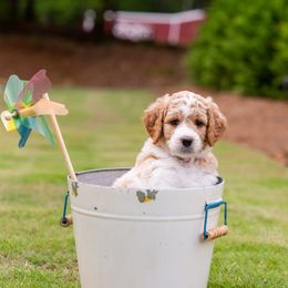 Goldendoodle Puppies from Ellie's Goldendoodles