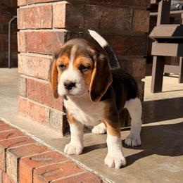 Hopscotch - Black tan and white female Beagle puppy in Mansfield, Missouri from Rippee Creek Kennel