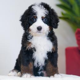 Fred - Tri-color male Bernedoodle puppy in Dundee, Ohio from Down Home Doodle