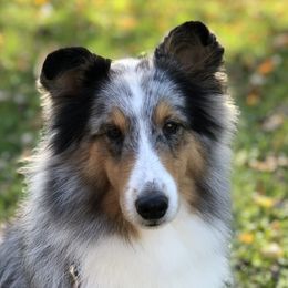 Luna - Shetland Sheepdog