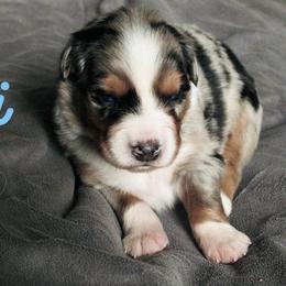 Kai - Blue merle male Australian Shepherd puppy in Jeddo, Michigan from Blue Water Aussies