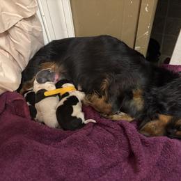 Black n white male - Piebald male Dachshund puppy in Coeburn, Virginia from Southern Sweetheart Kennels
