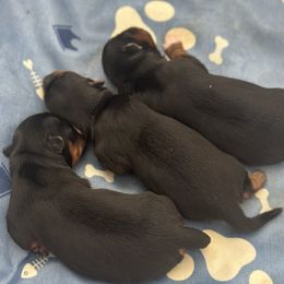 Yorkshire Terrier puppies from Los Angeles Teacup Yorkie