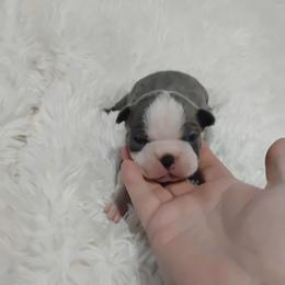 Frank - Blue male Boston Terrier puppy in Catawba, North Carolina from Lil Wiggles Boston Terriers