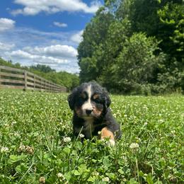 Freckles - Black rust and white male Bernese Mountain Dog puppy in Dundee, Ohio from Steinhaus Dogs