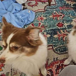 Ruckus - Miniature Australian Shepherd