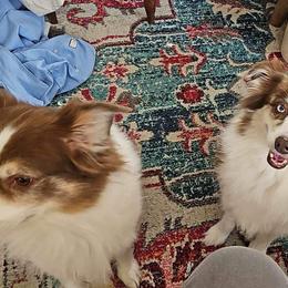 Ruckus - Miniature Australian Shepherd
