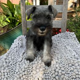 Cody - Salt and pepper male Miniature Schnauzer puppy in Dawson, Georgia from Faith Farm Miniature Schnauzers