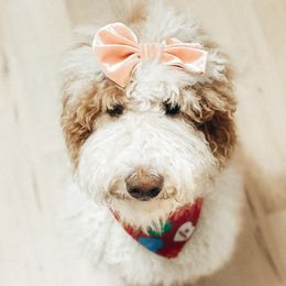 Lottie - Goldendoodle