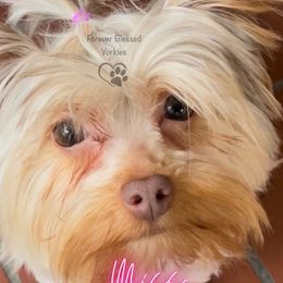 Chanel - Yorkshire Terrier