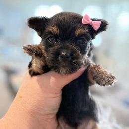 Tawny 2400 - Black and tan female Yorkshire Terrier puppy in Midland, Texas from Southern Yorkie Pies