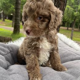 Willow yellow collar - Red merle female Aussiedoodle puppy in Clarkston, Washington from Doodle & Poodle Palace