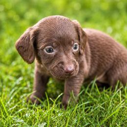 Nala - Chocolate female Dachshund puppy in Greenup, Kentucky from Tygart Creek Dachshunds