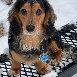 Dachshunds from Donna’s Dachshunds