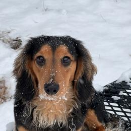 Dachshunds from Donna’s Dachshunds