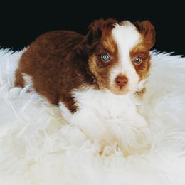 Tilly - Red tri female Toy Australian Shepherd puppy in Louisville, Mississippi from Kristy’s Kennels