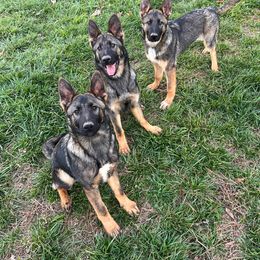 Yellow collar - Sable German Shepherd puppy in York, South Carolina from Grassroots German Shepherds
