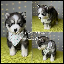 Charlie Brown - Gray and white male Pomsky puppy in Rossville, Georgia from Scenic City Pomskies