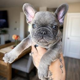 BLUE - Blue fawn female French Bulldog puppy in Caldwell, Idaho from Idaho French Bulldogs
