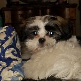 French Bulldog and Shih Tzu Puppies from Grandma Ts precious puppies
