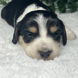Jack - Piebald male Dachshund puppy in Payette, Idaho from NT Mini Doxies