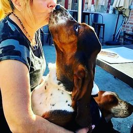 Basset Hound Puppies from Wildflower Bassets