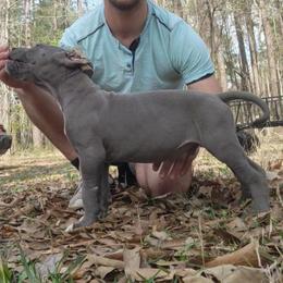 Tenzin - Blue male Great Dane puppy in Pollock, Louisiana from Danes Done Right