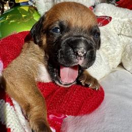 Astro - Fawn male Boxer puppy in Lago Vista, Texas from Love and Loyalty Boxers