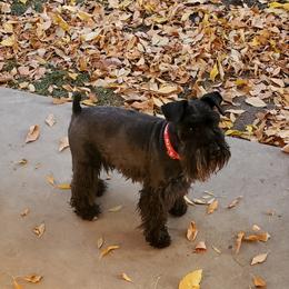 Captain - Miniature Schnauzer