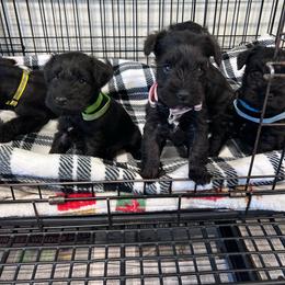 Green collar - Black male Miniature Schnauzer puppy in Springfield, Tennessee from My Lovable Schnauzers
