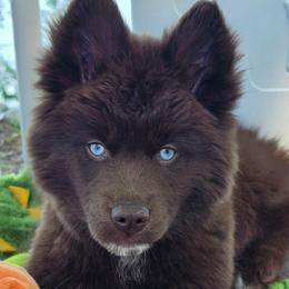 Bluey - Brown and white female Siberian Husky puppy in East Tawas, Michigan from BurnsBerg's Woolies