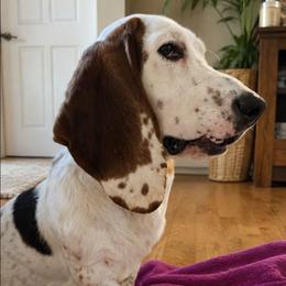 Dippy - Basset Hound