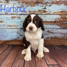 Harbour - English Springer Spaniel puppy in Pine Island, Minnesota from Country Breeze Springer Spaniels