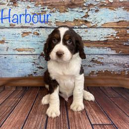Harbour - English Springer Spaniel puppy in Pine Island, Minnesota from Country Breeze Springer Spaniels