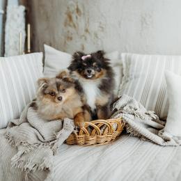 Pip - Chocolate merle and tan tri male Pomeranian puppy in Kathleen, Georgia from CM Farm