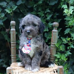 Froggy - Blue merle male Aussiedoodle puppy in Lexington, Alabama from Johnson’s Highland Pride Aussiedoodles