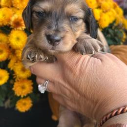 Shaded cream dapple girl - Dapple female Dachshund puppy in Payette, Idaho from NT Mini Doxies