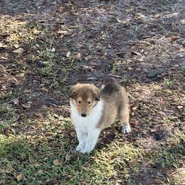 Boy 3 - Sable male Collie puppy in Citra, Florida from Faith Rough Collie’s