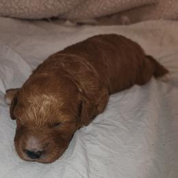 Abigail - Red  female Poodle puppy in San Tan Valley, Arizona from Desert Storm Poodles