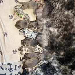 Rose - Merle female Goldendoodle puppy in New Ringgold, Pennsylvania from Hawk Mountain Doodles