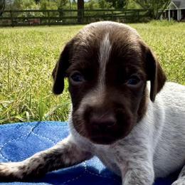German Shorthaired Pointers from Andre Family Farms & Kennels