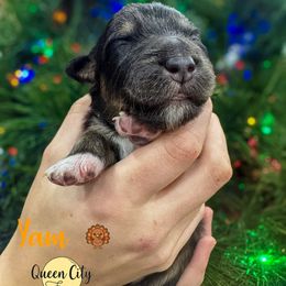 Yam (red) - Black tri-color male Australian Shepherd puppy in Falmouth, Kentucky from Queen City Farm