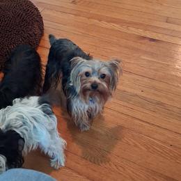 Yorkshire Terrier Puppies from Charlene's Yorkshire Terriers